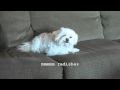 Dog Eating Radish