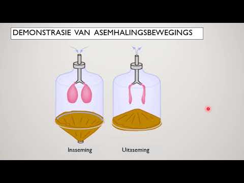 LEWENSWETENSKAP GRAAD 11: 04 Junie 2020 - periode 7 (04117)