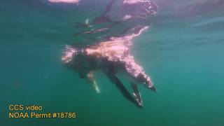 Minke carcass and scavenging white shark, August 4, 2016. CCS footage,  NOAA permit #18786.