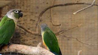 Parrot Facts - Green Cheek Conure aviary