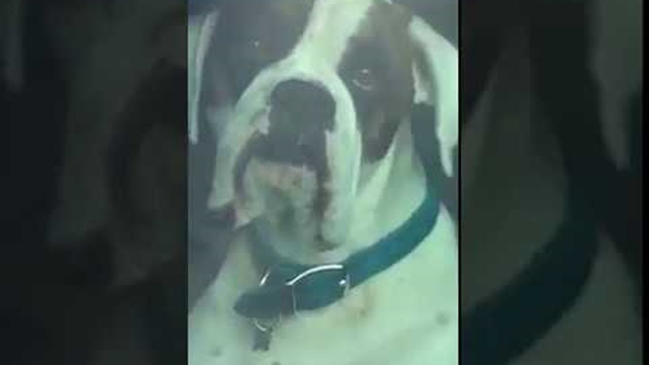 Impatient Dog Honks Horn for Owner's Attention
