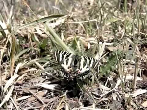 ギフチョウの飛翔
