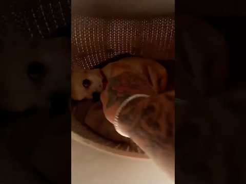 Doing Kuchi Kuchi to my chihuahuas🤣