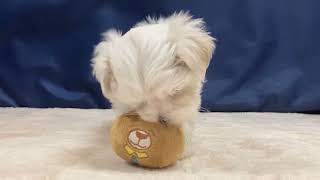 マルチーズの動画01