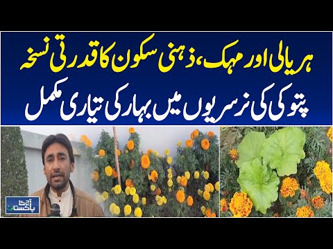 Patoki Flower Farming | Phoolnagar Nurseries | Spring Flowers Pakistan | Aaj Pakistan News