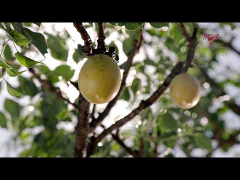 Amarula Wildlife - Made from Africa