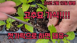 고추묘 가식!! 젓가락으로 하는거에요~~ 고추농사 잘 짓는 법!