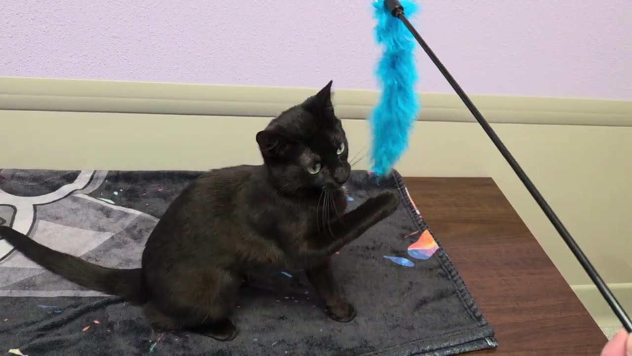 Enlarge Lorelei, a ADOPTABLE Domestic Short Hair in Marshfield, WI video 6/6