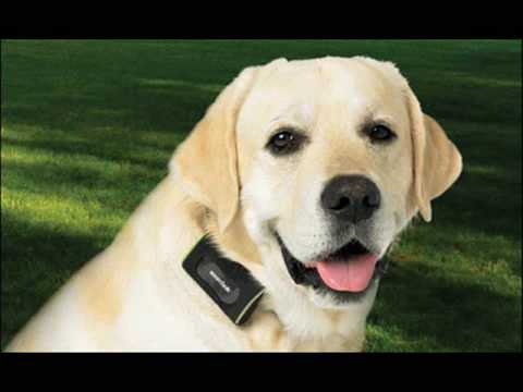 Video thumbnail for Suck My Dog’s Dick