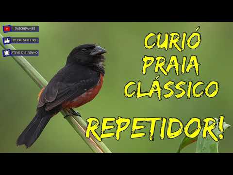 MELHOR CURIÓ PRAIA CLÁSSICO REPETIDOR PARA ENCARTE DE FILHOTES