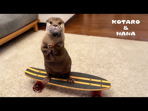 Un día en la vida de mis nutrias