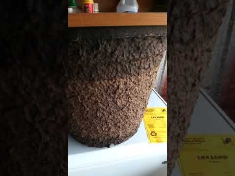 Fiber pot Swarm Traps Pt. 1