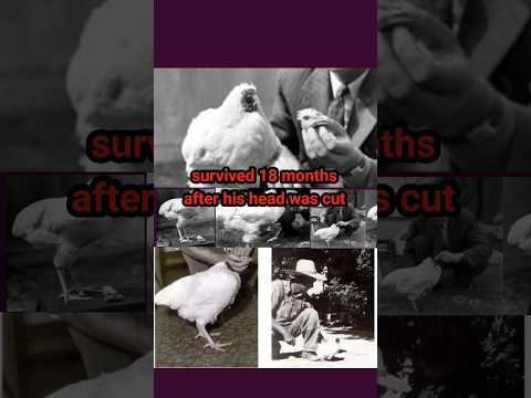 Incredible Rooster Resilience || Meet Mike, the Headless Survivor! 🐔👀