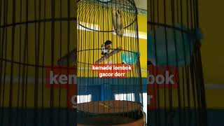 Download lagu KEMADE LOMBOK GACOR mp3