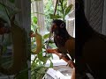 Yip Yip Martian vs Indigo