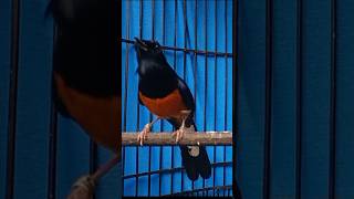 Download lagu suara burung murai PANCING EMOSI MURAI BATU DI PAGI HARI mp3