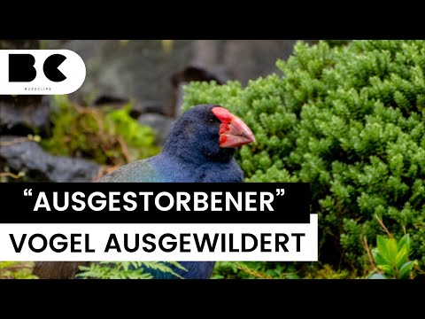 Vor 125 Jahren ausgestorben geglaubter Vogel ausgewildert