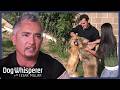 Dangerous Dog Rivalry Spirals Out Of Control Full Episodes Dog Whisperer With Cesar Millan