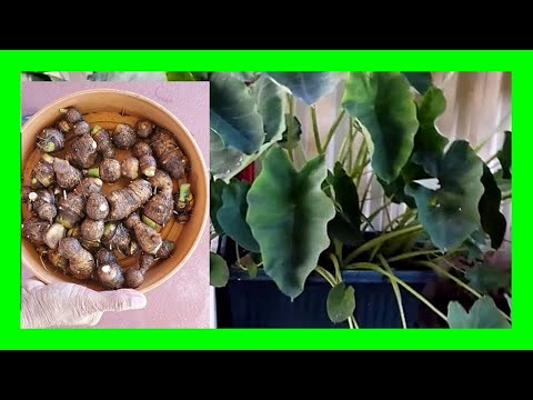How To Grow Taro at Home: Growing Taro Root and Leaves in a Pot