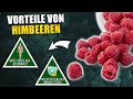8 Gründe Warum Himbeeren So Gesund Sind