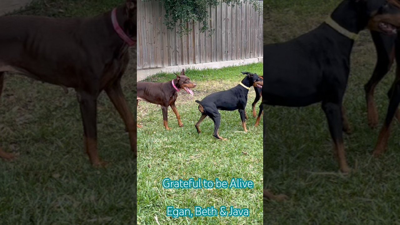 Java, an adopted Doberman Pinscher in Pleasant Valley, MO video 6/6