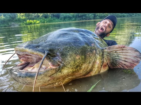 INCREDIBLE HUGE CATFISH 8,5 FEET X 230 LBS LIVE ATTACK by YURI GRISENDI