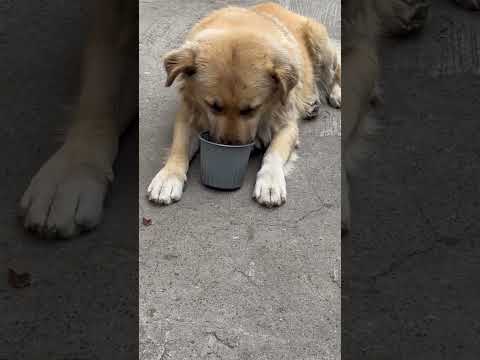 CENTRO DE FAUNA URBANA TULCAN CARCHI NECESITA QUE ADOPTEN POR FAVOR A LOS PERRITOS CALLEJEROS AYUDA