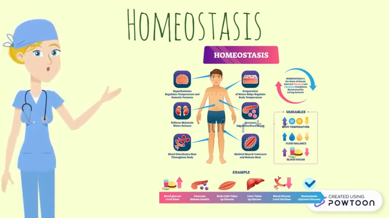 HOMEOSTASIS Y SISTEMAS DE REGULACIÓN