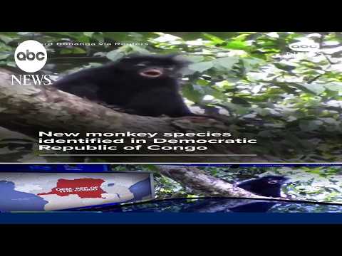 New monkey species identified in Democratic Republic of Congo