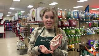 Snakes With Samantha Featuring A Leucistic Texas Rat Snake