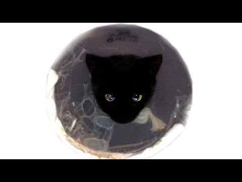 Cat Stuck in Cone (Things to do)
