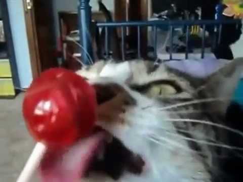 Cat licking a lollipop