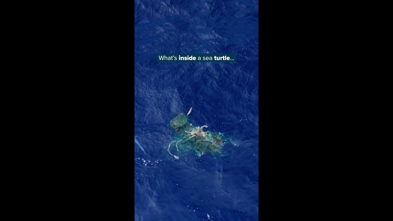 We are studying ocean plastic ingested by turtles