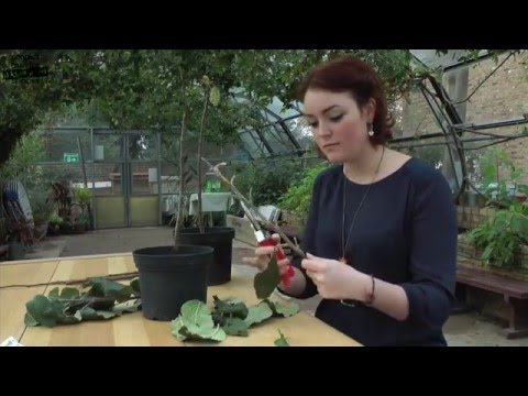 Bud Grafting - a video guide to bud grafting fruit trees for beginners