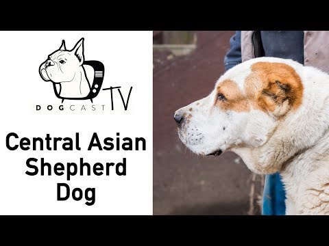 Közép-ázsiai juhászkutya fajta bemutató - DogCast TV S02E02