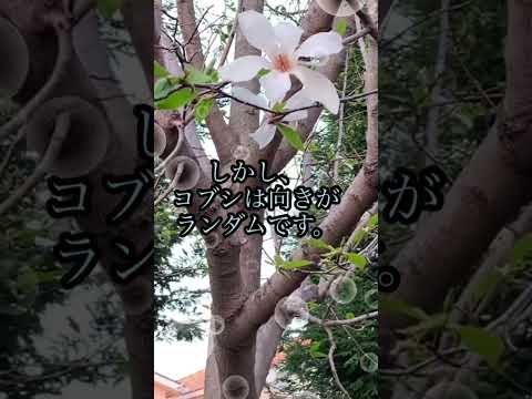 年に2回咲くモクレンの品種はありますか?どれの ？  庭園