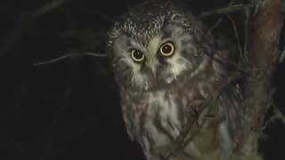 preview picture of video 'Boreal Owls in Michigan'