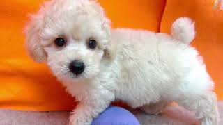 トイプードルの動画01