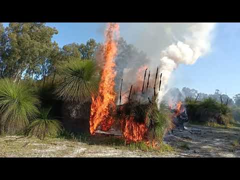 burning grass trees
