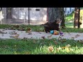 Mini Aussiedoodle dogs for sale: Daisy - Video 1