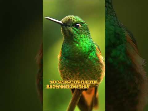 マヤのハチドリの伝説