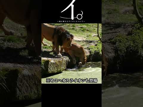 イ。-池に落ちたライオンについて? -