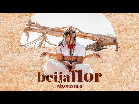 Beija - flor - Pássaro Vivo
