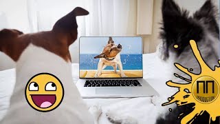 СМЕШНЫЕ ЖИВОТНЫЕ. ЛУЧШИЕ ПРИКОЛЫ С ЖИВОТНЫМИ 2018. Собака ест сено / мышка укатилась