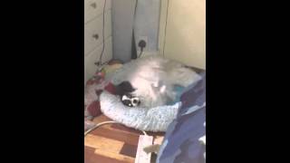 Saffy playing by TV light