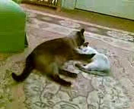 Juan Carlos Washing Max's Face