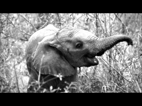Be Svendsen - The Elephant's Cage (Mollono.Bass Remix)