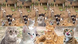 Download lagu Anak Kucing Luci, Ikan Lele , Anak Kucing Makan Ikan Lele, Kucing Panjat Pinang mp3 Download lagu Anak Kucing Luci, Ikan Lele , Anak Kucing Makan Ikan Lele, Kucing Panjat Pinang mp3