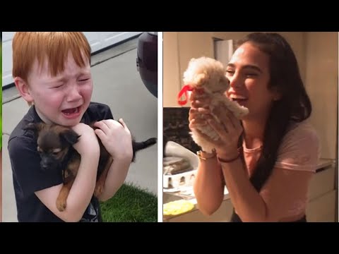 Video Compilation: Reactions to Getting a New Puppy