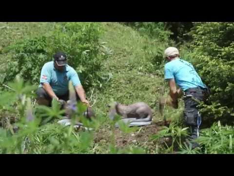 Parcoursaufbau EBHC 2016